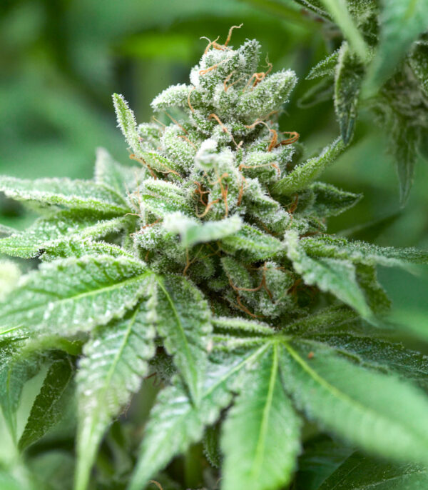 RudeBoi OG F1