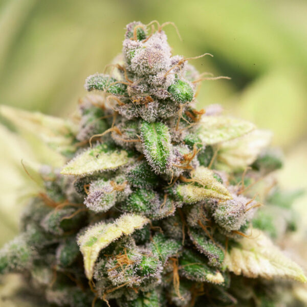 RudeBoi OG F1