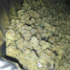 RudeBoi OG F1