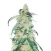 RudeBoi OG F1