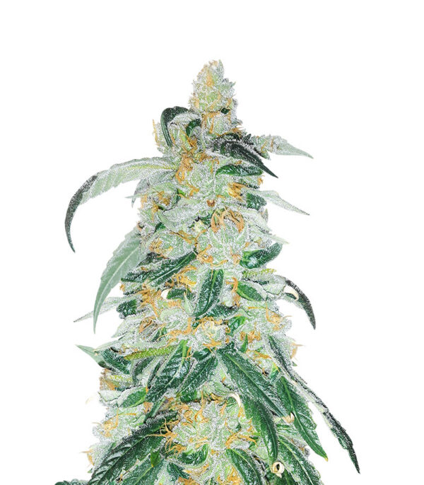 RudeBoi OG F1