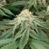 Sangria Poison Auto