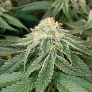 sangria-poison-autoflower-cannabis-buds Sangria Poison Auto