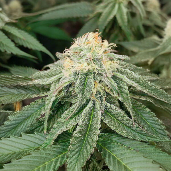 Sangria Poison Auto