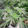 Sangria Poison Auto