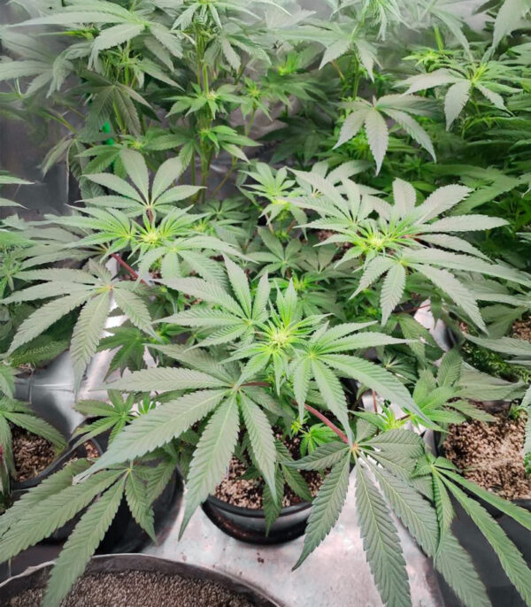 Sangria Poison Auto