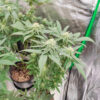 Sangria Poison Auto