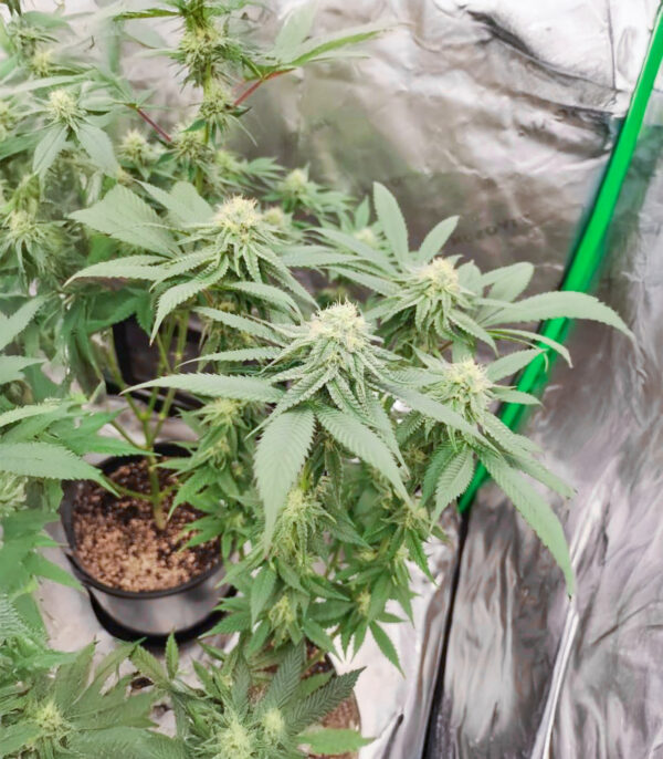 Sangria Poison Auto