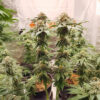 Sangria Poison Auto