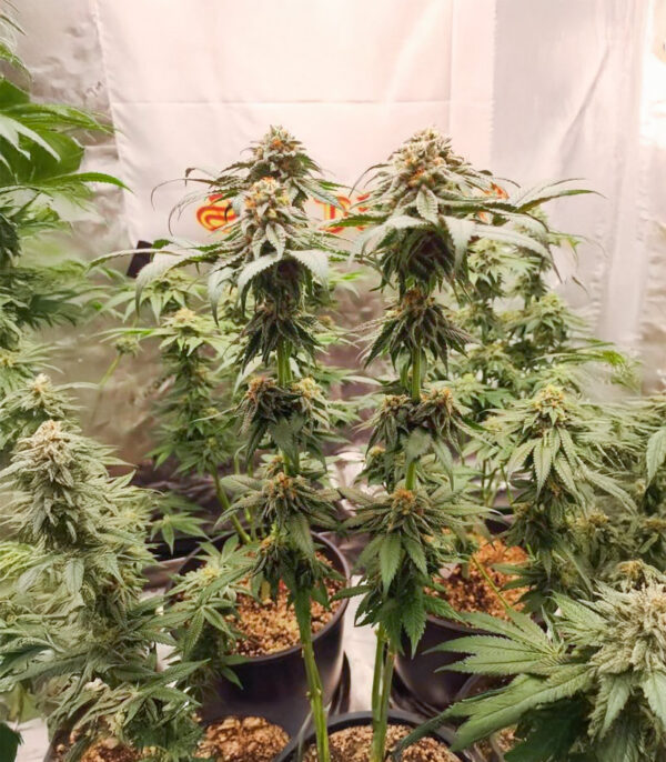 Sangria Poison Auto