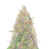 Sangria Poison Auto