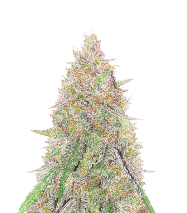 Sangria Poison Auto