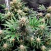 Skywalker Auto