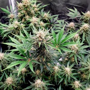 skywalker-autoflower-cannabis-buds Skywalker Auto