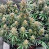 Skywalker Auto