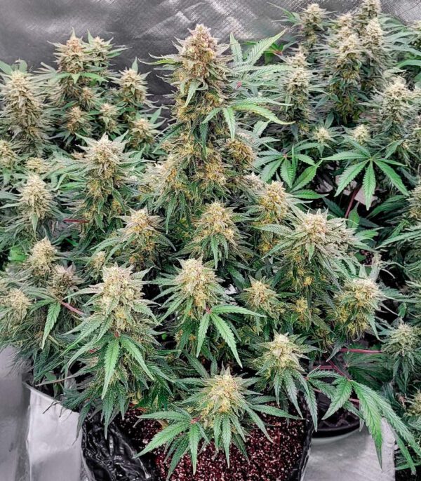 Skywalker Auto