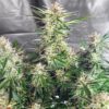 Skywalker Auto