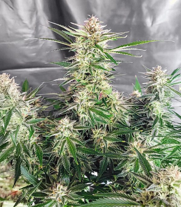 Skywalker Auto