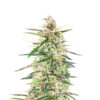Skywalker Auto