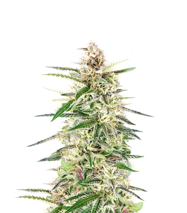 Skywalker Auto