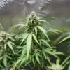 Sour Diesel Auto