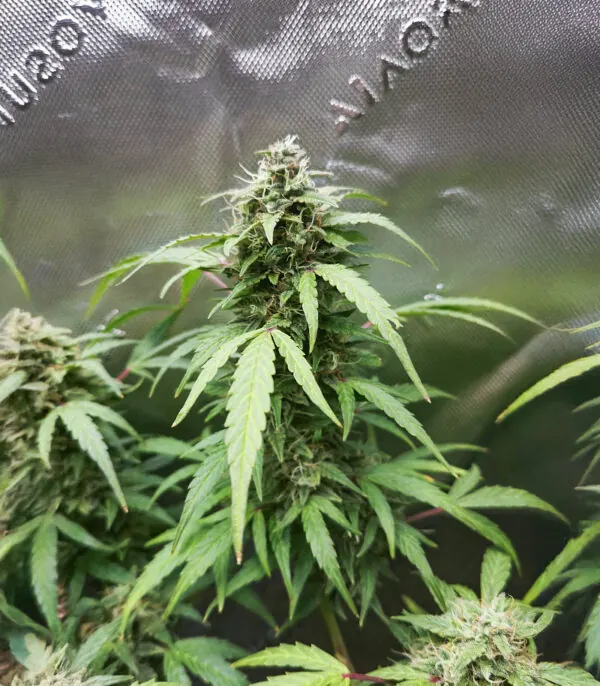 Sour Diesel Auto