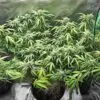 Sour Diesel Auto