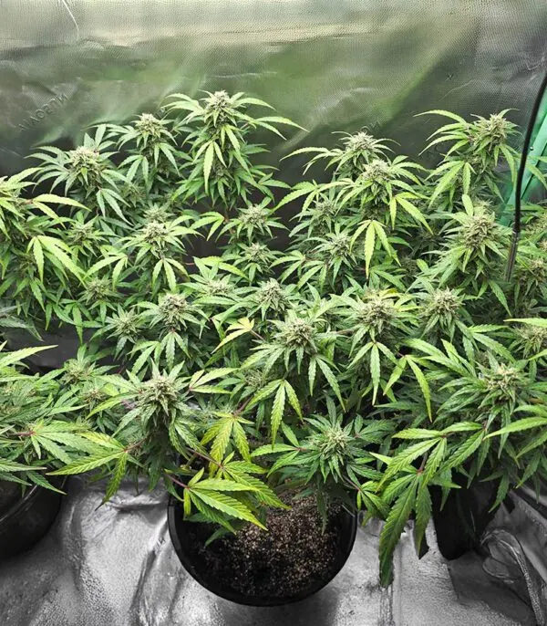 Sour Diesel Auto