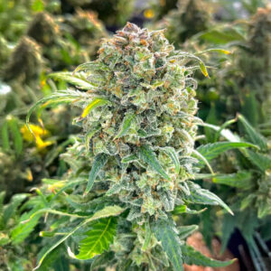 Sour Diesel Auto