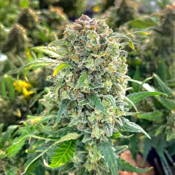Sour Diesel Auto