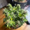Sour Diesel Auto