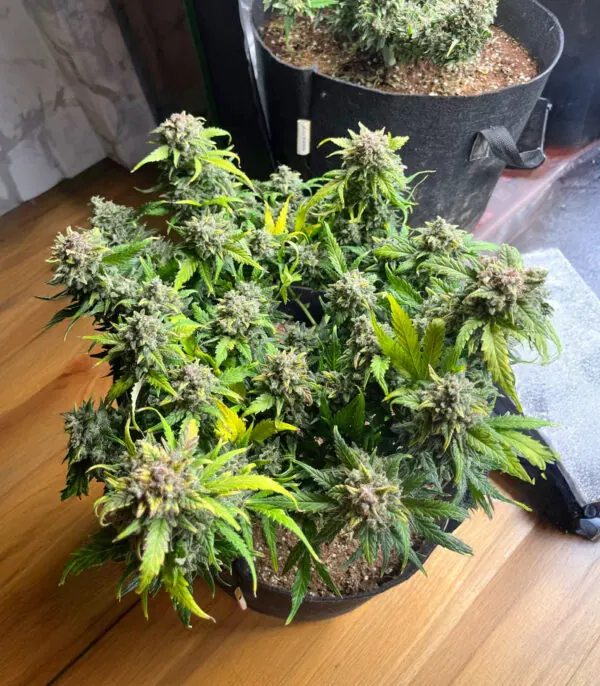 Sour Diesel Auto