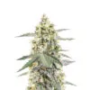 Sour Diesel Auto