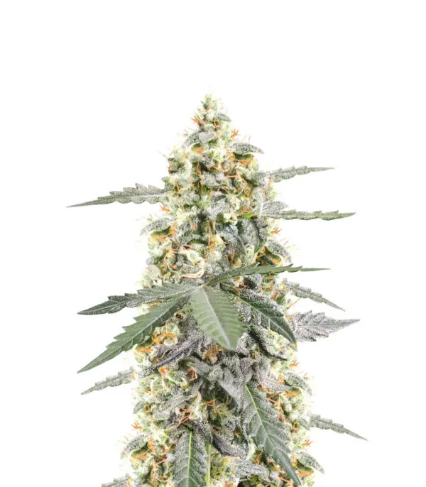 Sour Diesel Auto