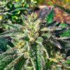 Sour Diesel x OG Kush