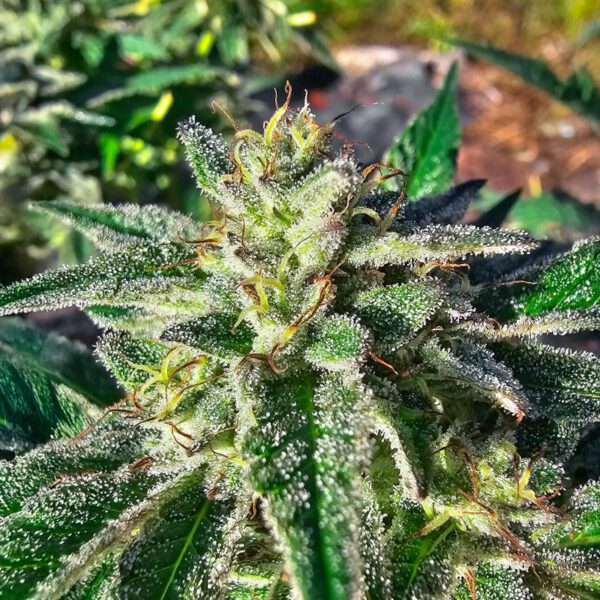 Sour Diesel x OG Kush