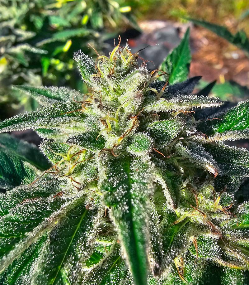 Feminized Seeds