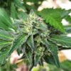 Sour Diesel x OG Kush