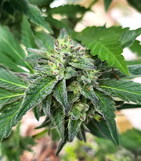 Sour Diesel x OG Kush
