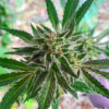 Sour Diesel x OG Kush