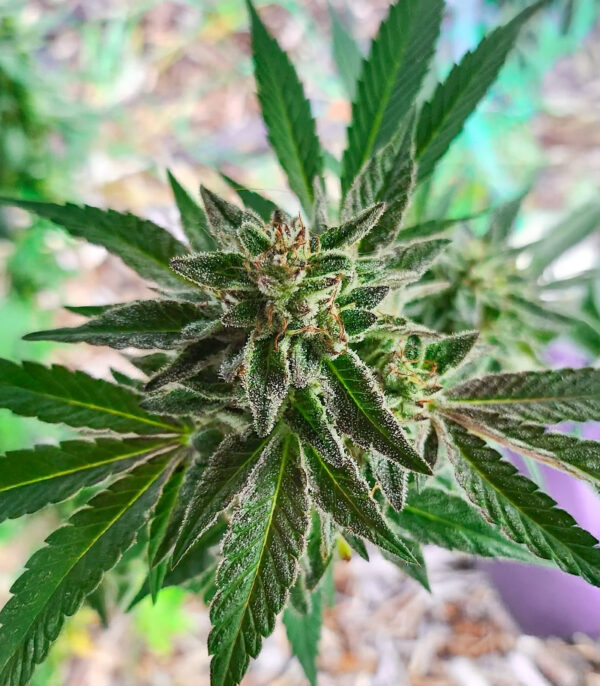 Sour Diesel x OG Kush