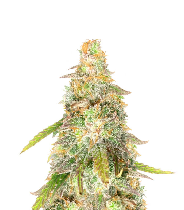 Sour Diesel x OG Kush