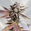 sour-mac-f1-cannabis-buds Sour MAC F1