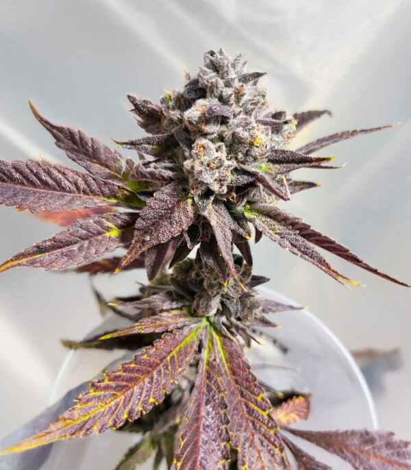 sour-mac-f1-cannabis-buds Sour MAC F1