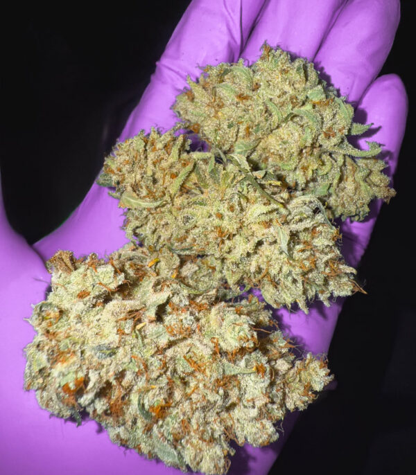 sour-mac-f1-cannabis-nugs Sour MAC F1