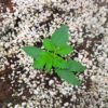 sour-mac-f1-cannabis-plant Sour MAC F1