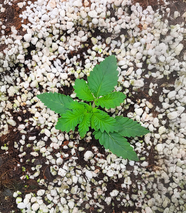 sour-mac-f1-cannabis-plant Sour MAC F1