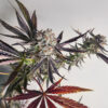 sour-mac-f1-marijuana-buds Sour MAC F1