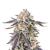 sour-mac-f1-strain Sour MAC F1