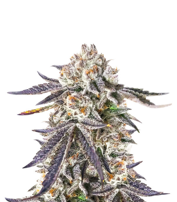 sour-mac-f1-strain Sour MAC F1